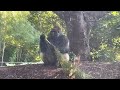 Silverback gorilla will Die Protecting his Family #gorilla