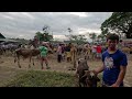 MAY NAGPAPABILI NG BAKA AT KALABAW PANG-ALAGAIN(DAWIS STOCKYARD)