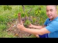 Belo pomar de Frutíferas em formação/horta