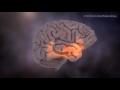 Inside Alzheimer’s disease