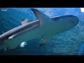 [NEW] 4HRS Stunning 4K Underwater Wonders - Relaxing Music, Coral Reefs, Fish, Colorful Sea Life #17