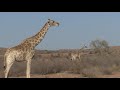 This is the Kgalagadi Transfrontier Park FILM - The Auob River - Kgalagadi Photography