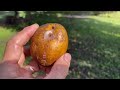 This Fruit Tree Forest Will Leave You Speechless