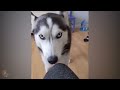 Try Not to Laugh Dogs and Cats - Awesome Funniest Animal Videos 😁