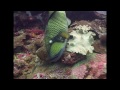 Filefish & Triggerfishes - Reef Life of the Andaman - Part 12