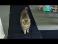 FUNNY! CAT comes running at the SOUND of CAT TREATS  LOL