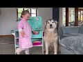 Baby Becomes A Vet To Help Make Her Poorly Husky Feel Better!🥰. {CUTEST VIDEO EVER!!!!!!}
