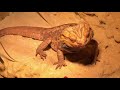 Bartl the bearded dragon is loving raspberries