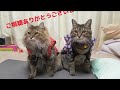 【ねこうんちく】ネコ散歩時の注意点は？ What should I keep in mind when walking cats? #散歩 #ネコ  #注意点 #Notes