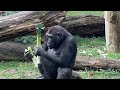 Gorillas and Mangabeys Living Together