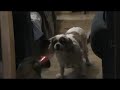 Just another Funny Dog clip