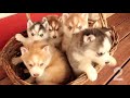 TOP 10 CUTEST HUSKY PUPPY VIDEOS OF ALL TIME