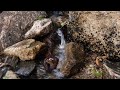 Creek Trickle (Nature Water Sound) Relax/Sleep/Study (Calming) 4K (Inner Peace) Zen