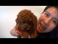 Toy Poodle Facts & Toy Poodle Puppies