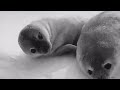 Seal says “ooh yea”