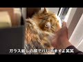 嫌われてる方の飼い主がネコたちと触れ合ったら