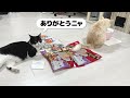 【知覚過敏症候群？】つよボムがキャットタワーから降りなくなってしまいました【ニャーゴ猛抗議】