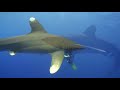 Oceanics of the Red Sea - A Shark Diving Experience