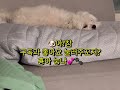 이렇게 많은 관심 가져주실지 몰랐어요!!!!!@Mung-day#강아지 #박뭉 #뭉이 #일상 #일상vlog #youtube #shorts