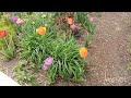 Awesome display of flowers at home in Illinois | tulips and spring time flowers