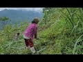 Single mother and two children went to clear fields for cinnamon trees