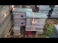 How I Reorient and Transfer Bees from Swarm Traps, Part 1: Reorientation