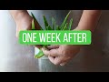 Propagating Aloe vera Cuttings in Aloe vera Gel