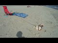 Beach rules Keep all dogs on the leash