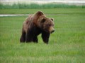 Katmai, BIG Brown Bear Approaching !! Close enough !!
