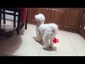 girl or boy? who did you choose? -  Moments from the life of a cute Maltese dog