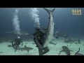 Hypnotizing Wild Sharks! (Tonic Immobility)