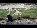 Yellowstone Black Bear Movie