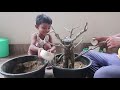 First Banyan Tree Bonsai from cuttings  | banyan plant from cuttings | Ficus benghalensis cuttings