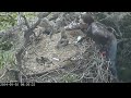 Eaglet Rescued After Falling Off Nest! Is Okay! 🐥 Bald Canyon Bald Eagle Nest Cam 5.2.24