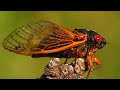 The Cicadas Are Coming!!! | This Is What It Looks Like: Are You Ready?