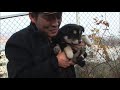 Dog Hides Her Puppy From Fear of Adoption | Kritter Klub