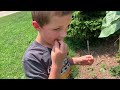 June Garden Tour | What We Are Growing to Feed our Family of 4 | 2023