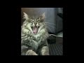 😂 Funniest Cats and Dogs Videos 😺🐶 || 🥰😹 Hilarious Animal Compilation №410