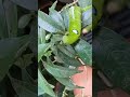 Hindi Tinigilan Hanggang Maubos Ang Dahon | Caterpillar puss #nature #caterpillar #eating