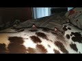 Dalmatian puppies alive and kicking, poor Sharmi.