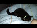 Kitten bed bouncing