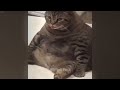So Funny! Funniest Cats and Dogs 🐱 Funny Videos Compilation 🤣🐱