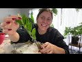 Ordering & Unboxing Houseplants from GREENSPACES.ID | Inexpensive Houseplants Online!?