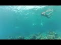 GOPR0 hero 4 underwater egypt tropical fish HD snorkel footage