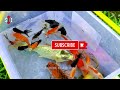 Serok Ikan Hias Warna-warni, Ikan Koi Komet, Ikan Mas Koki, Lele Gurami Cupang Besar, Kura Brazil 24