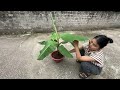 The way to propagate bananas at home is super simple and anyone can succeed