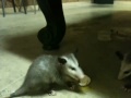 Two young possum sharing an egg.