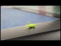 Drumming Katydid - Washington Ferry