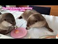 Otter Kotaro Birthday Buffet Party!