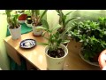 How to water Cattleya orchids - tips for a healthy orchid